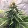 Alien Primate Glue Photo Fem
