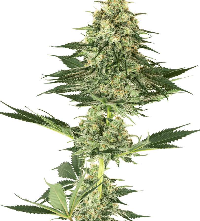 BananaKush