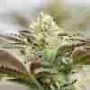 candy kush
