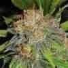 Grandaddy Banner Photo Fem