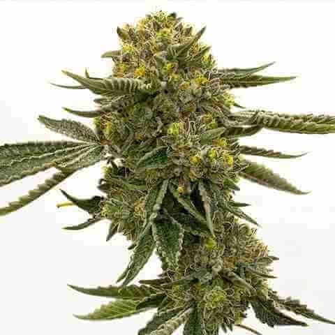 Quarter Pounder Auto