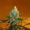 Super Lemon Haze