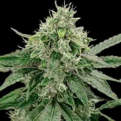 Triple XL Auto