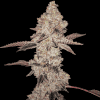 Animal Gelato