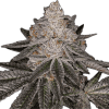 Apple Fritter