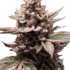 Black Cherry Gelato