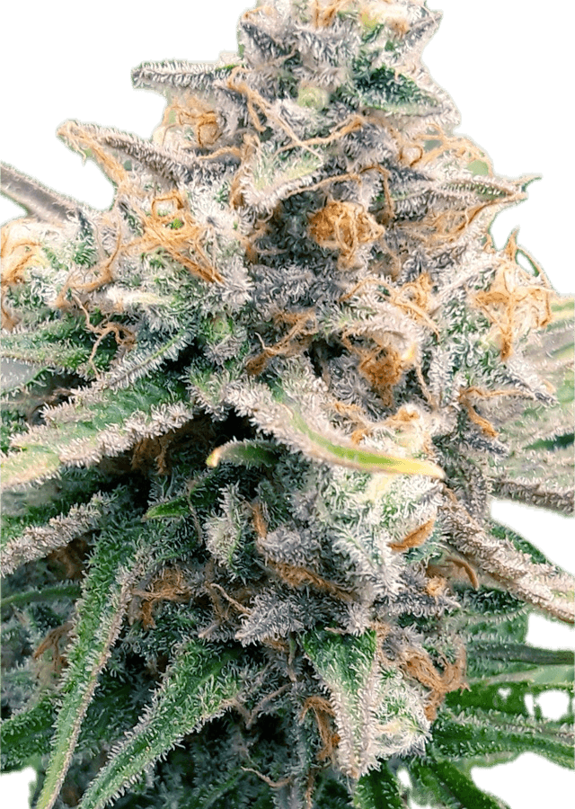 Blue Cookies