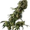 Grandaddy Purple