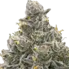Grape Gas
