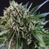 Grease Monkey