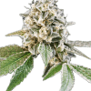 a close up of a plant