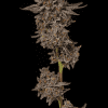 a close up of a plant