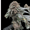 a hand holding a plant
