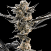 a close up of a plant