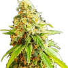 a close up of a plant with Hindu Kush in the background