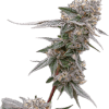 a close up of a plant