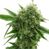 a close up of a plant