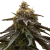 a close up of a plant