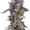 a close up of a plant