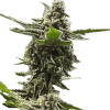 a close up of a plant