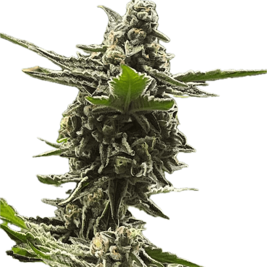 a close up of a plant