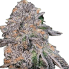 a close up of a plant