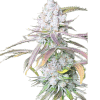 a close up of a plant