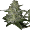 a close up of a plant