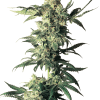a close up of a plant