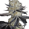 a close up of a plant