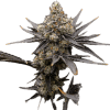 a close up of a plant