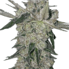 a close up of a plant