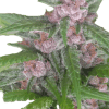 a close up of a plant