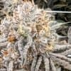 a close up of a plant