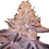 a close up of a plant