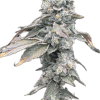 a close up of a plant