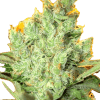 a close up of a plant