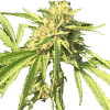 a close up of a plant