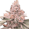 a close up of a plant
