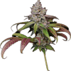 a close up of a plant