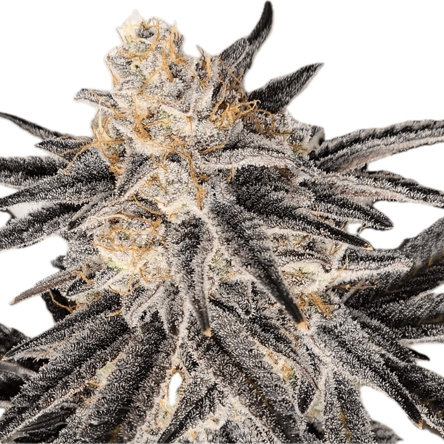 a close up of a plant