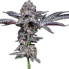 a close up of a plant