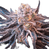 a close up of a plant
