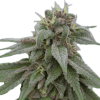 a close up of a plant