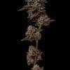a close up of a plant