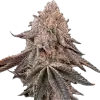 a close up of a plant