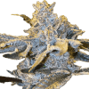 a close up of a plant