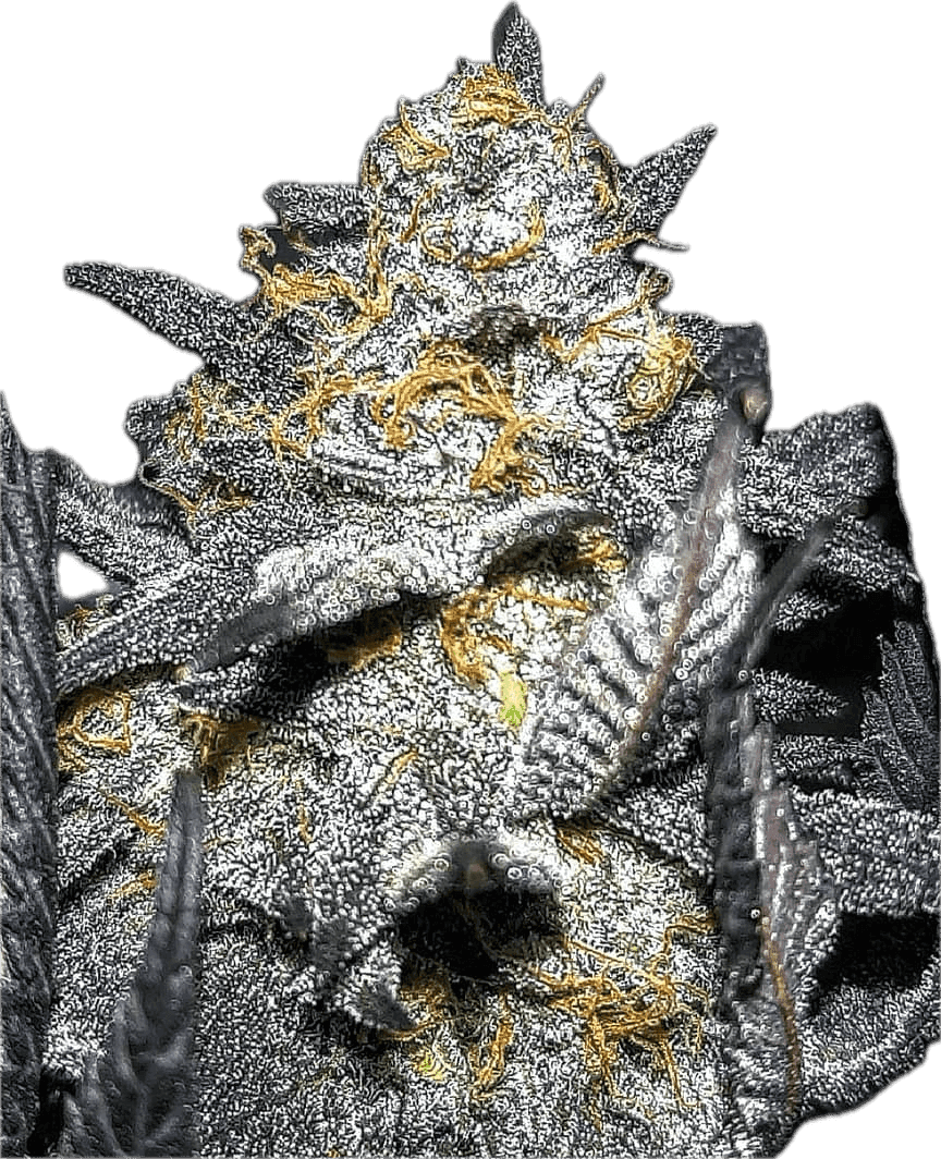 a close up of a plant