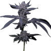 a close up of a plant