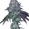 a close up of a plant